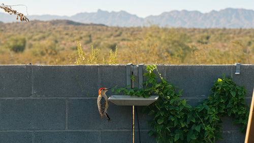 Birdie Basin